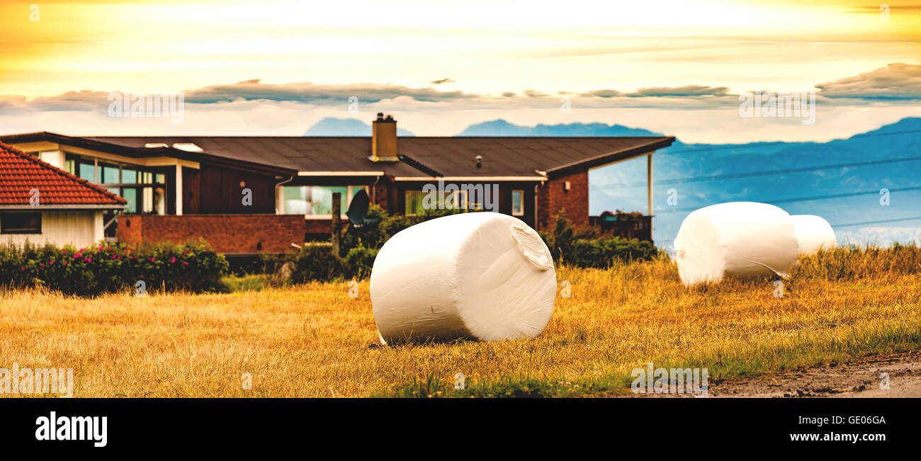Hay bale harvesting in golden field landscape Stock Photo - Alamy