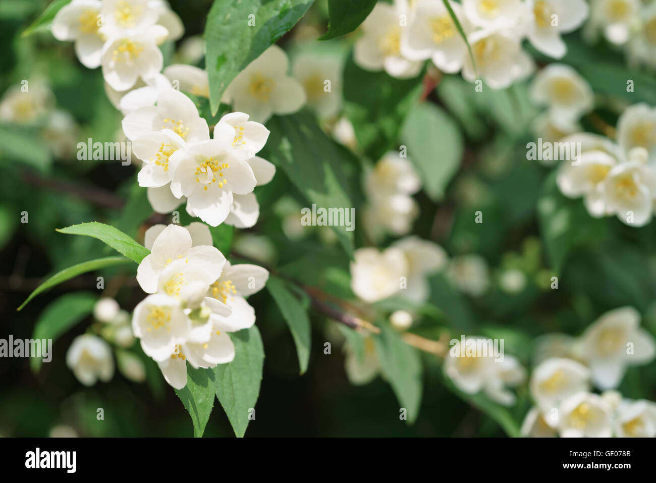 dense jasmine bush blossoming in summer day Stock Photo Alamy