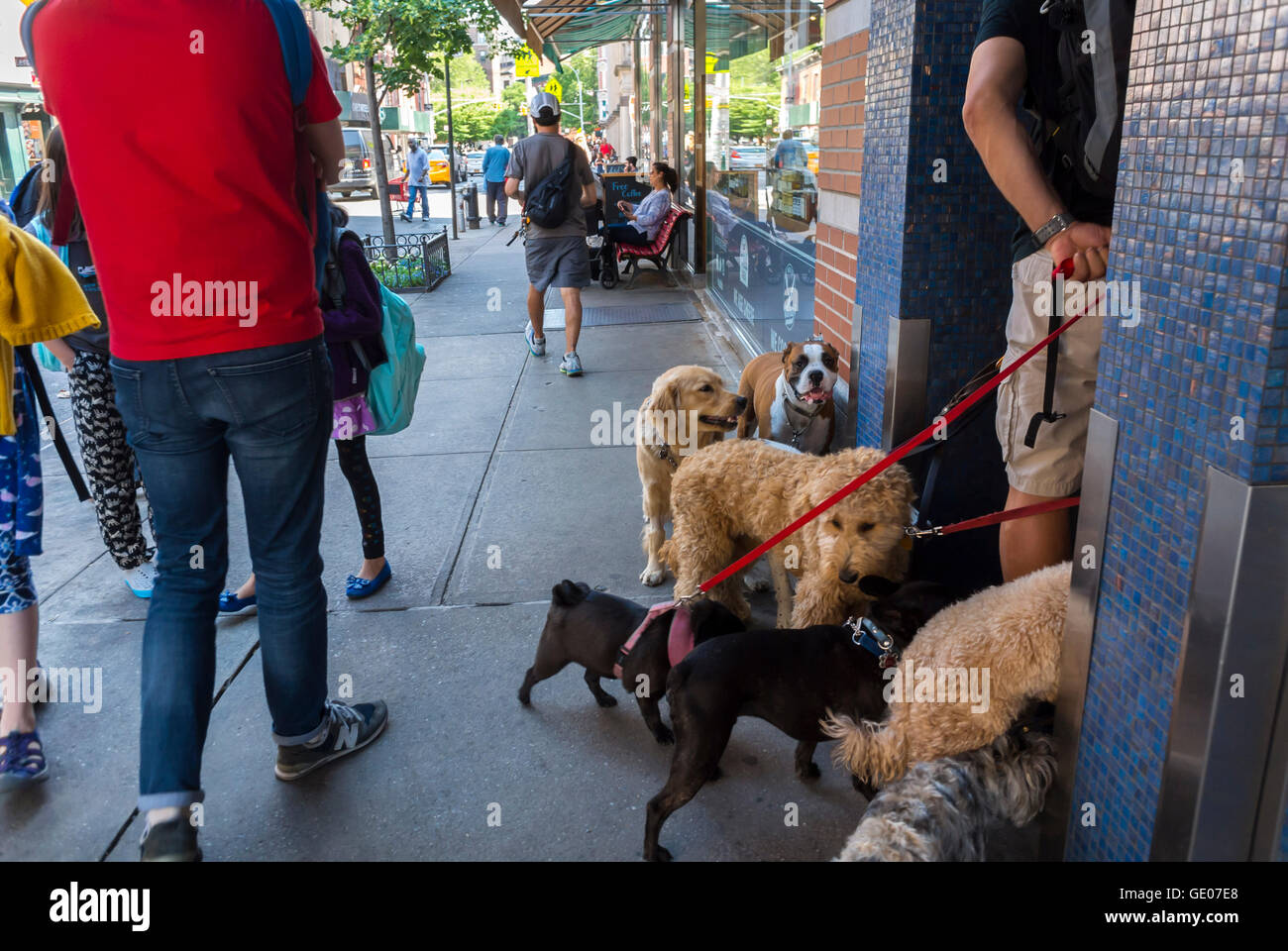 New York City, NY, USA, Dog Walker on Street in Greenwich Village Neighborhood, Manhattan, Local neighbourhoods Stock Photo
