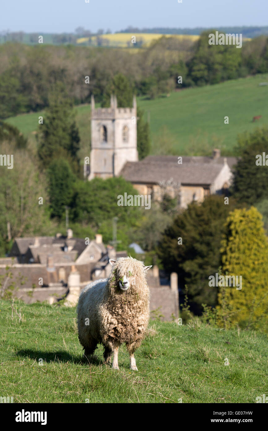 Cotswold Lion sheep above village, Naunton, Cotswolds, Gloucestershire, England, United Kingdom, Europe Stock Photo