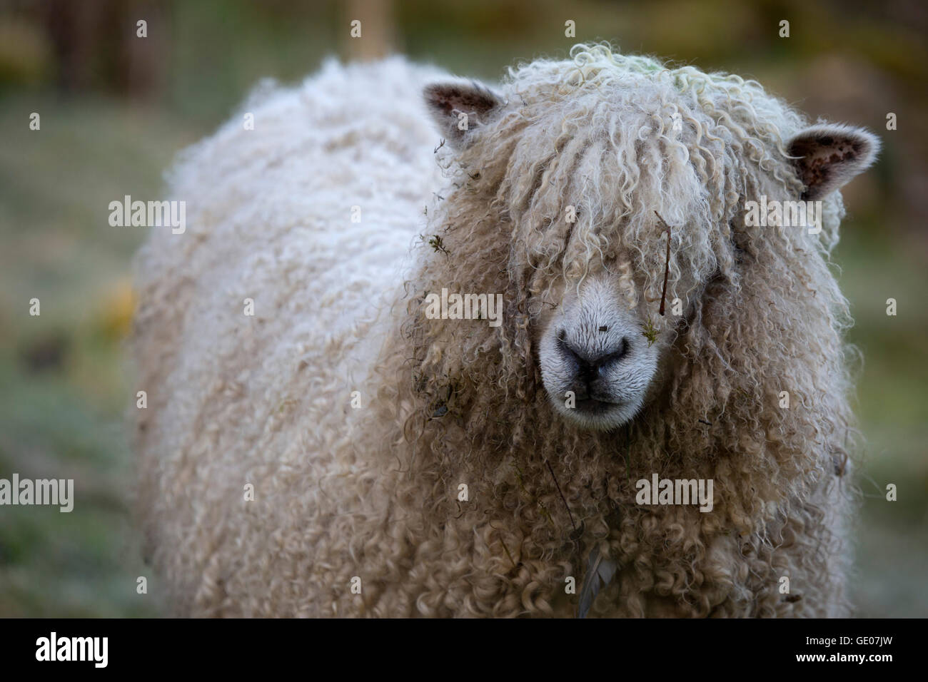 Cotswold Lion breed of sheep, Cotswolds, Gloucestershire, England