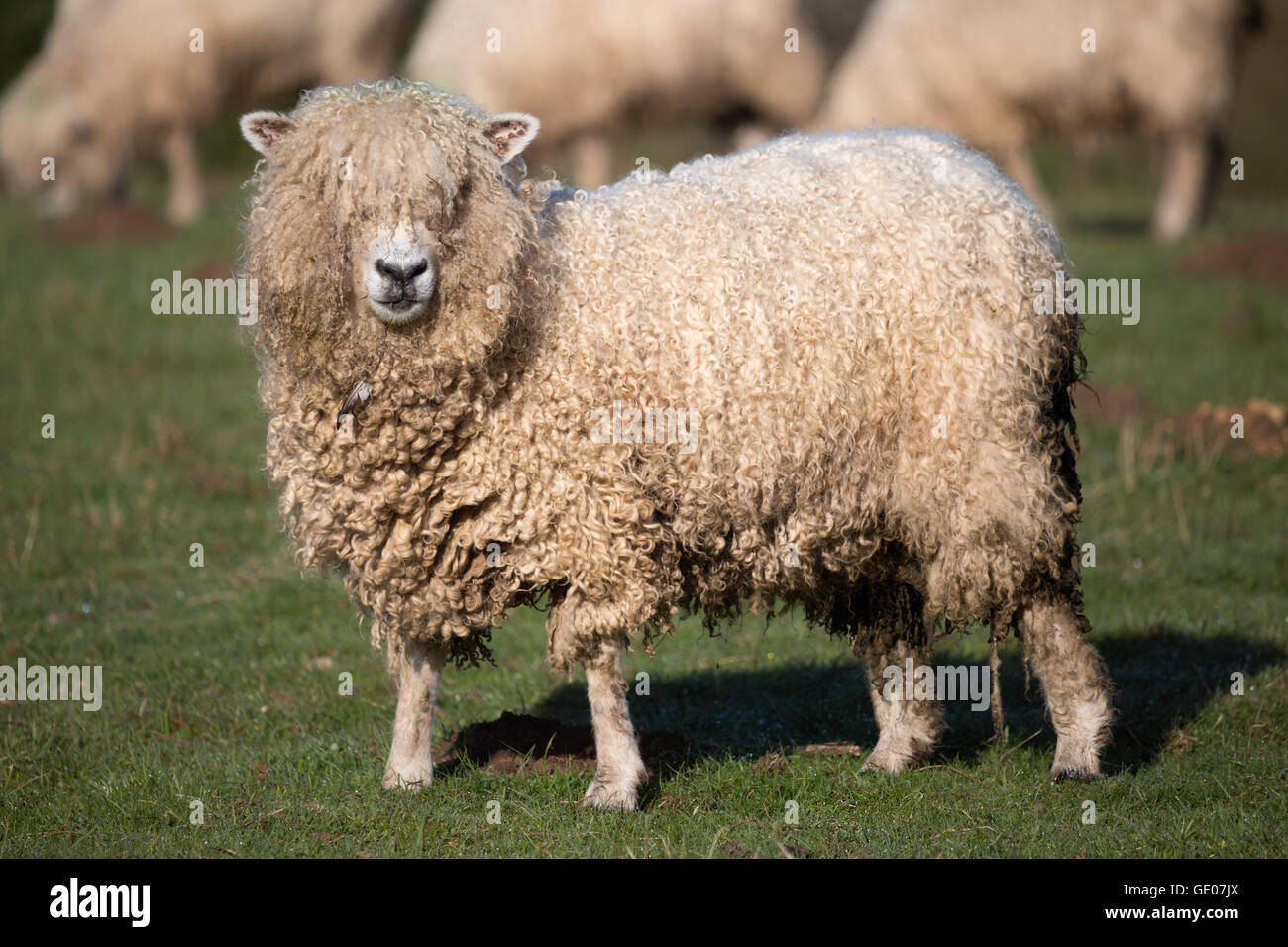Cotswold Lion breed of sheep, Cotswolds, Gloucestershire, England, United Kingdom, Europe Stock Photo