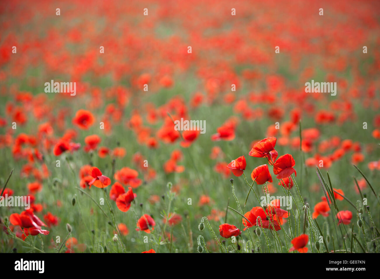 Field of red poppies, Chipping Campden, Cotswolds, Gloucestershire, England, United Kingdom, Europe Stock Photo