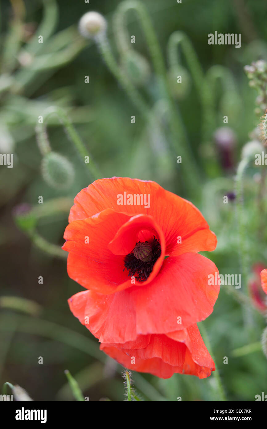 Detail of red poppy, Chipping Campden, Cotswolds, Gloucestershire, England, United Kingdom, Europe Stock Photo