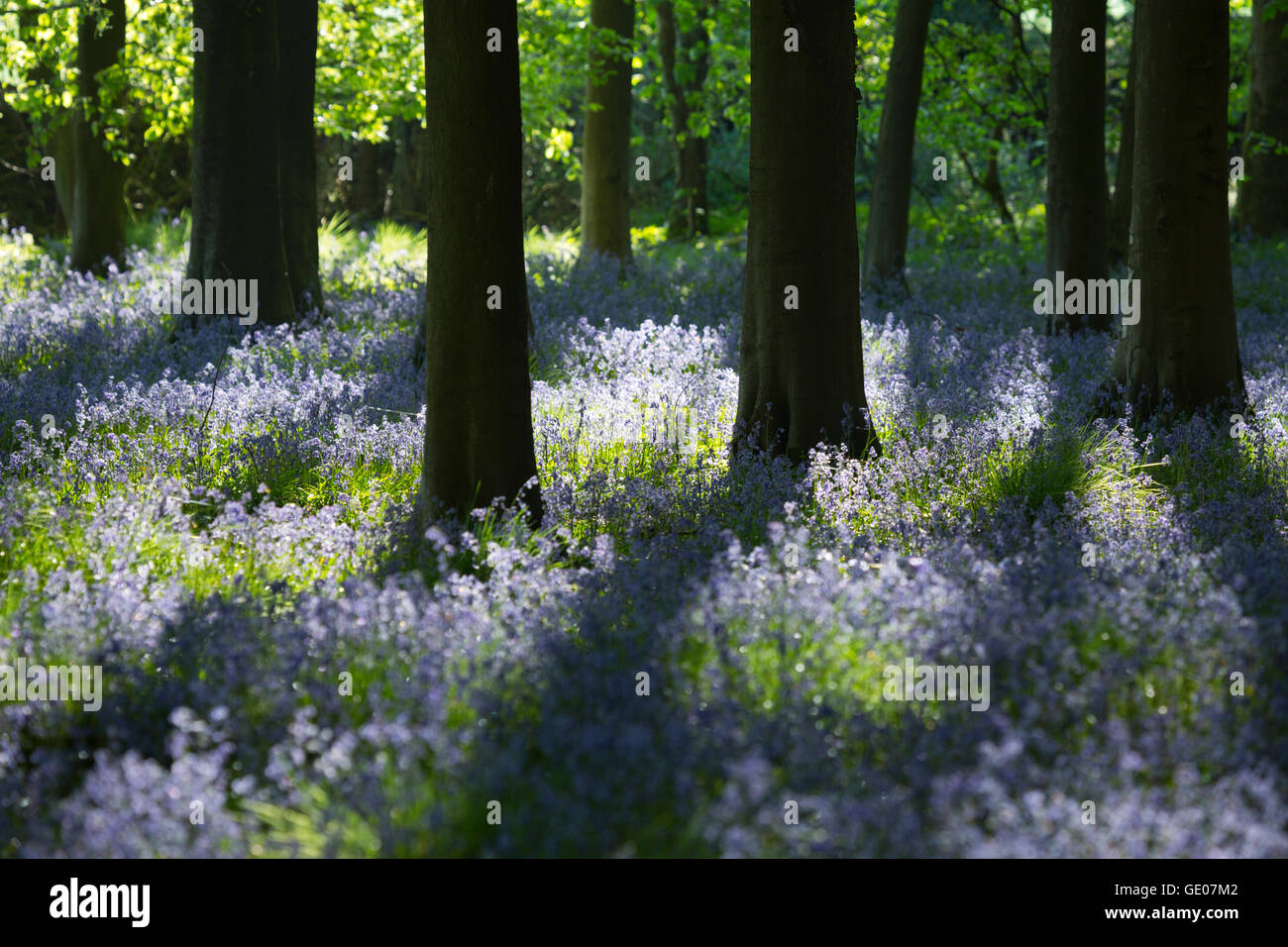 Bluebell wood, near Stow-on-the-Wold, Cotswolds, Gloucestershire, England, United Kingdom, Europe Stock Photo