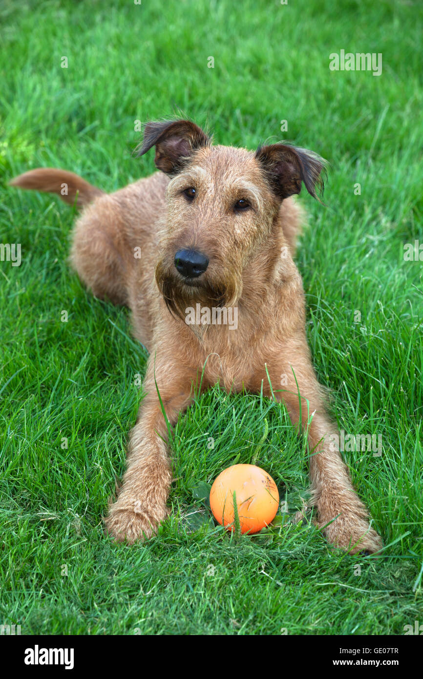 Adult female Irish Terrier with ball Stock Photo