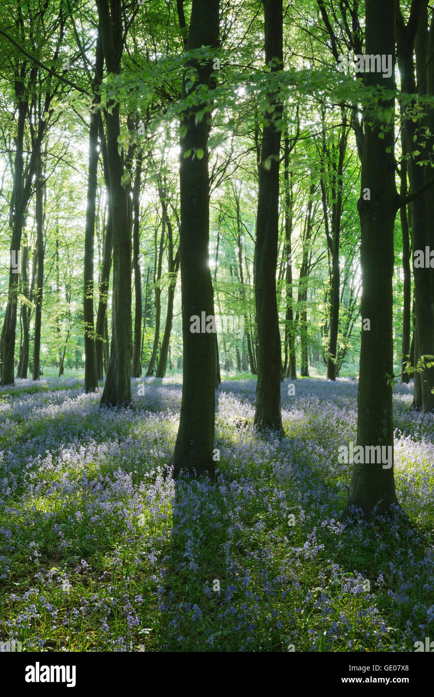 Bluebell wood, near Stow-on-the-Wold, Cotswolds, Gloucestershire, England, United Kingdom, Europe Stock Photo