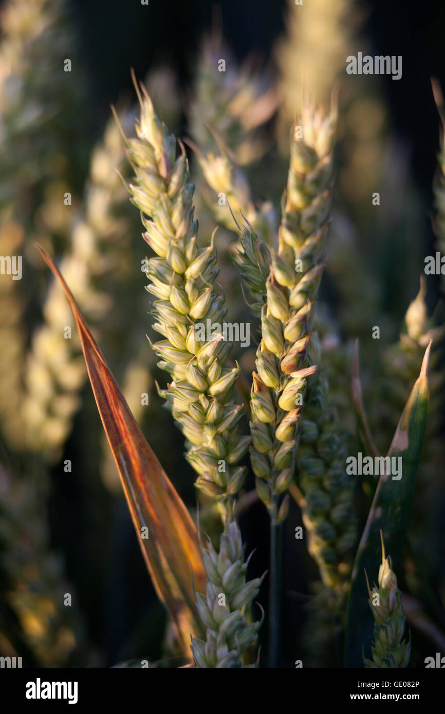 Wheat, near Chipping Campden, Cotswolds, Gloucestershire, England, United Kingdom, Europe Stock Photo