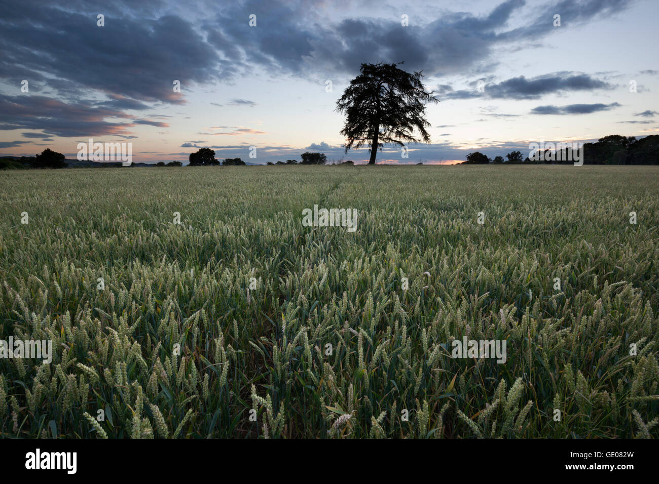 Wheat field and pine tree at sunset, near Chipping Campden, Cotswolds, Gloucestershire, England, United Kingdom, Europe Stock Photo
