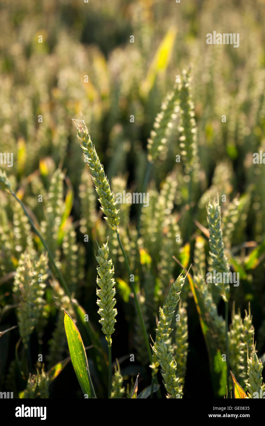 Grain cereal cereals grains hi-res stock photography and images - Page 14 -  Alamy