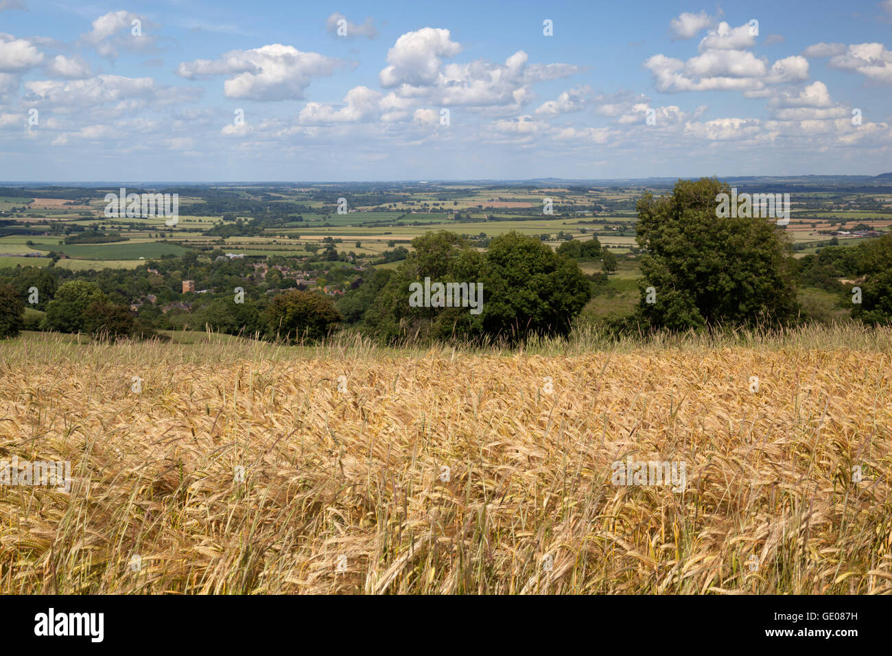 View over Barley field and village of Ilmington with Warwickshire countryside, Ilmington, Cotswolds, Warwickshire, England, UK Stock Photo