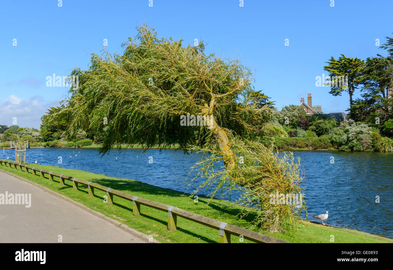 Tree leaning over from constant battering by the wind. Stock Photo