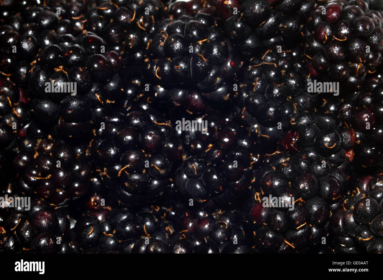 blackberry, fruit, dessert, dewberry, wild, food, antioxidant, ripe, berry, sweet, mull, healthy, juice, nature, freshness Stock Photo