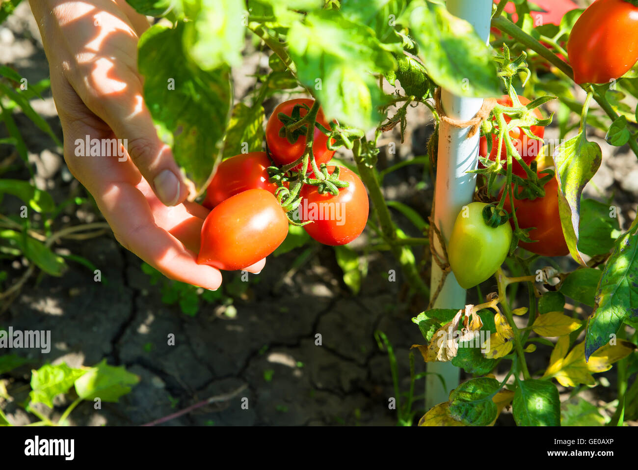A young woman harvesting organic Tomatoes in her Garden Stock Photo - Alamy