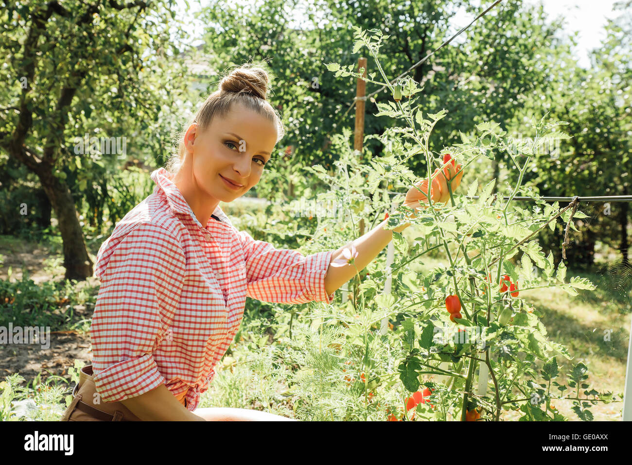 A young woman harvesting organic Tomatoes in her Garden Stock Photo - Alamy