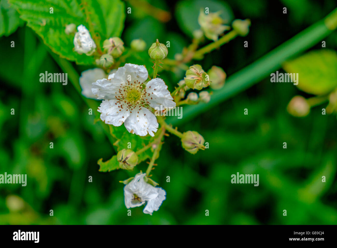 Blackberry blossom hires stock photography and images Alamy