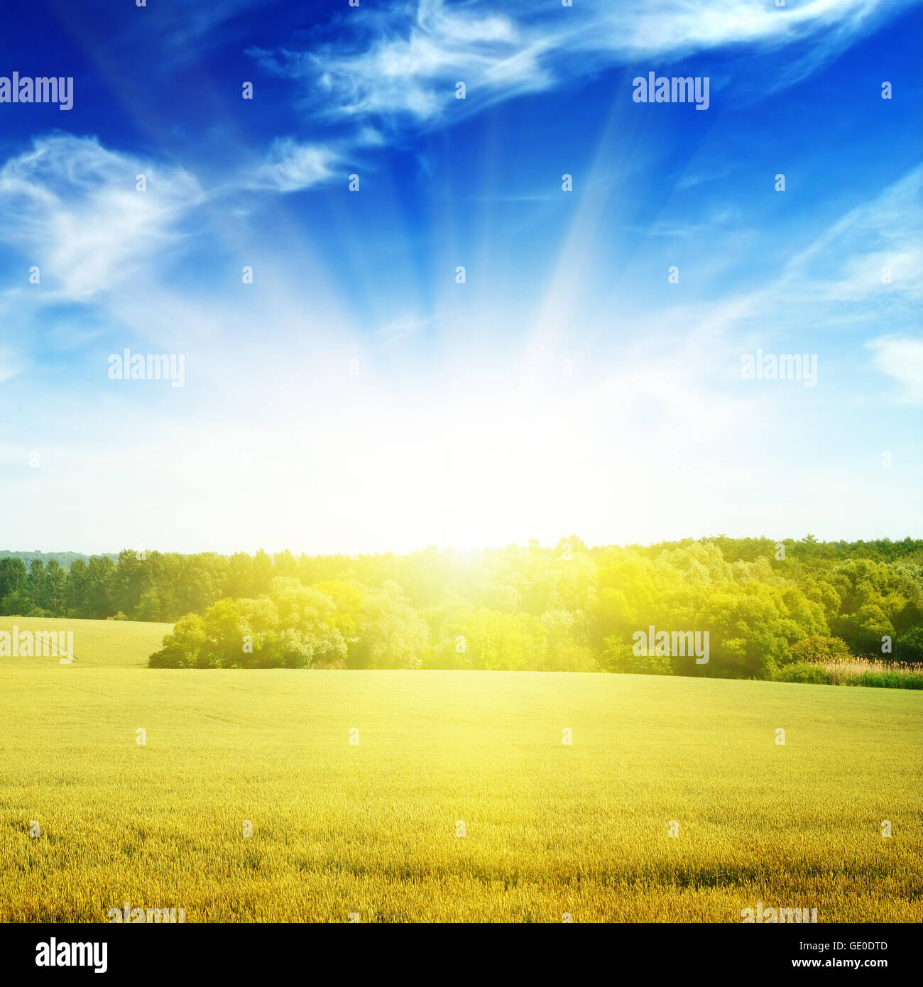 Field illuminated by the sun Stock Photo