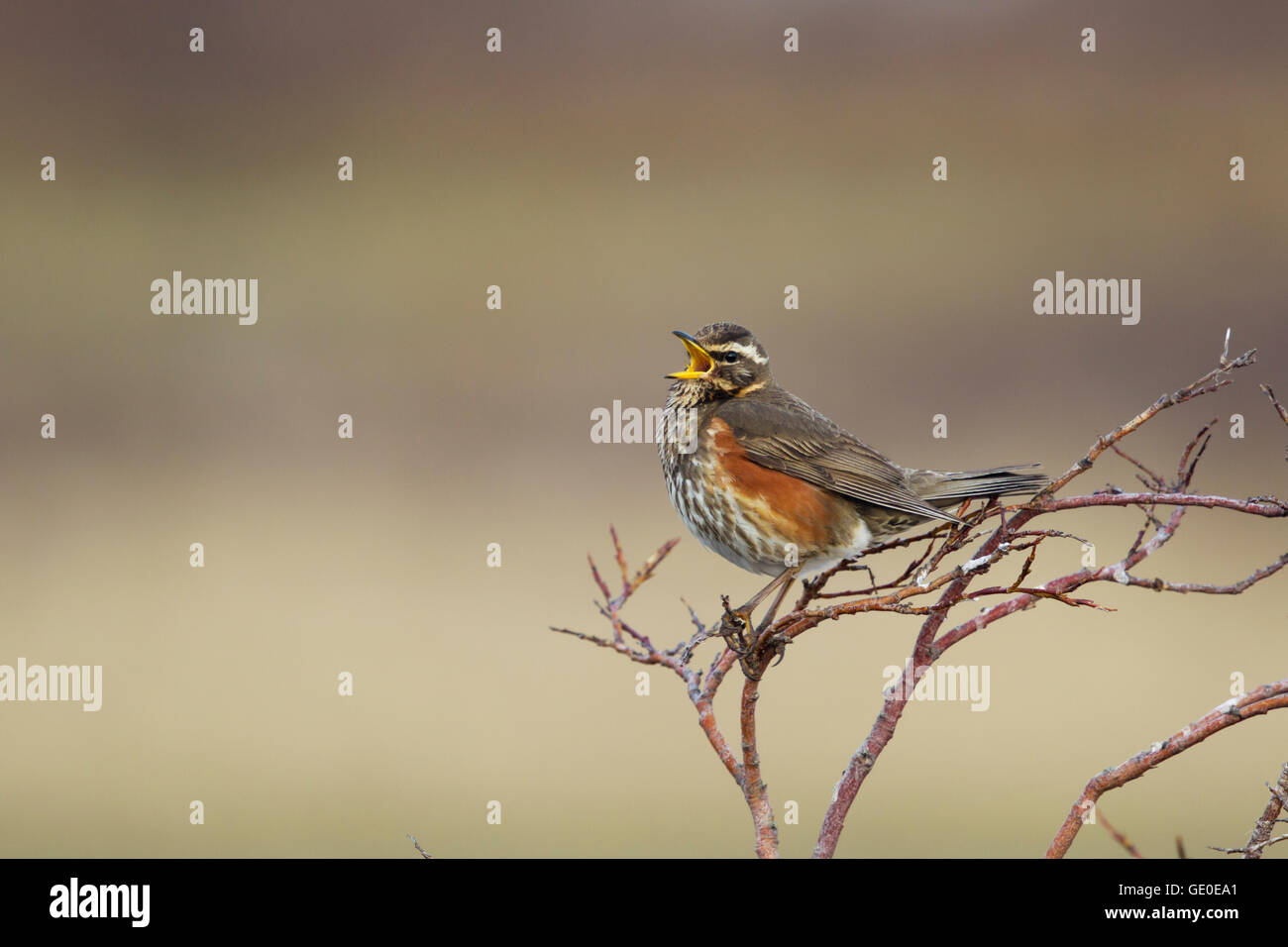 Redwing - singing Turdus iliacus Lake Myvatn Iceland BI028974 Stock Photo