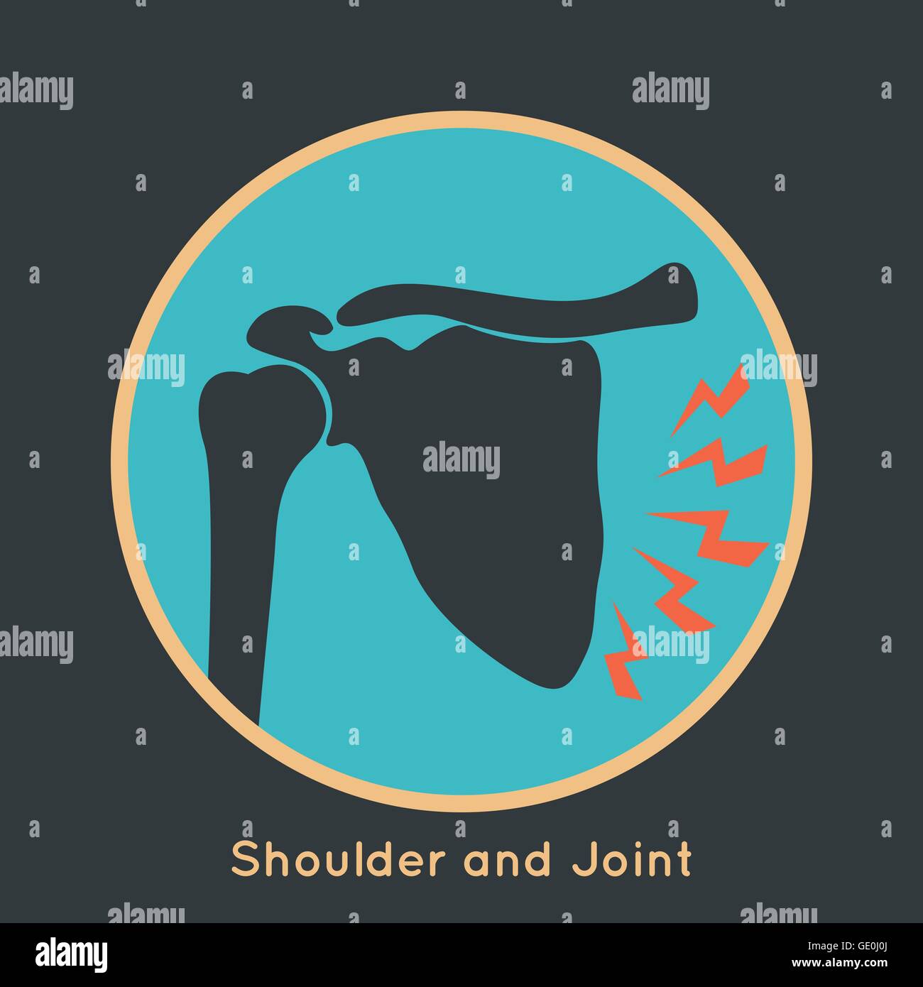 Rib joints Stock Vector Images - Alamy