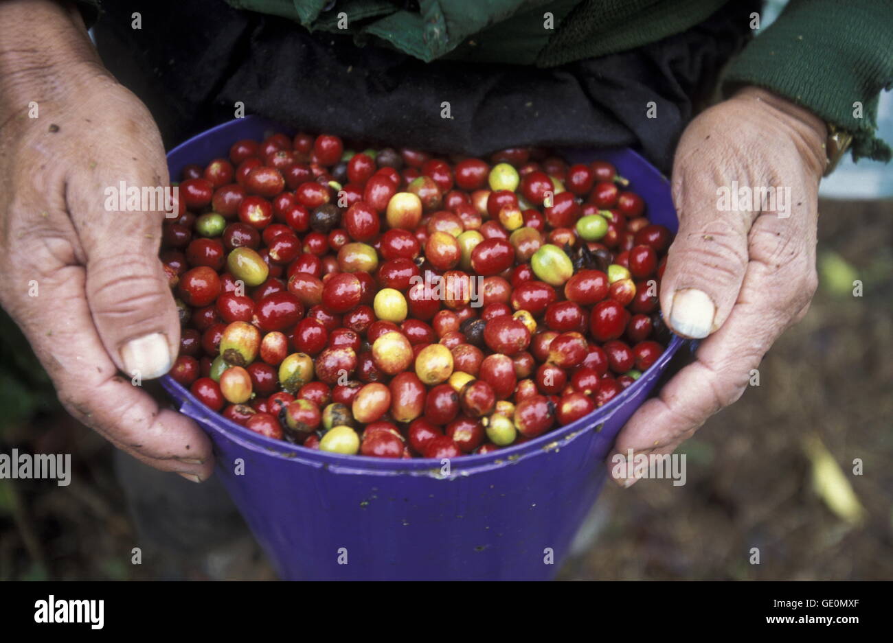 The coffee Plantations in the Hills of Copan in Honduras in Central