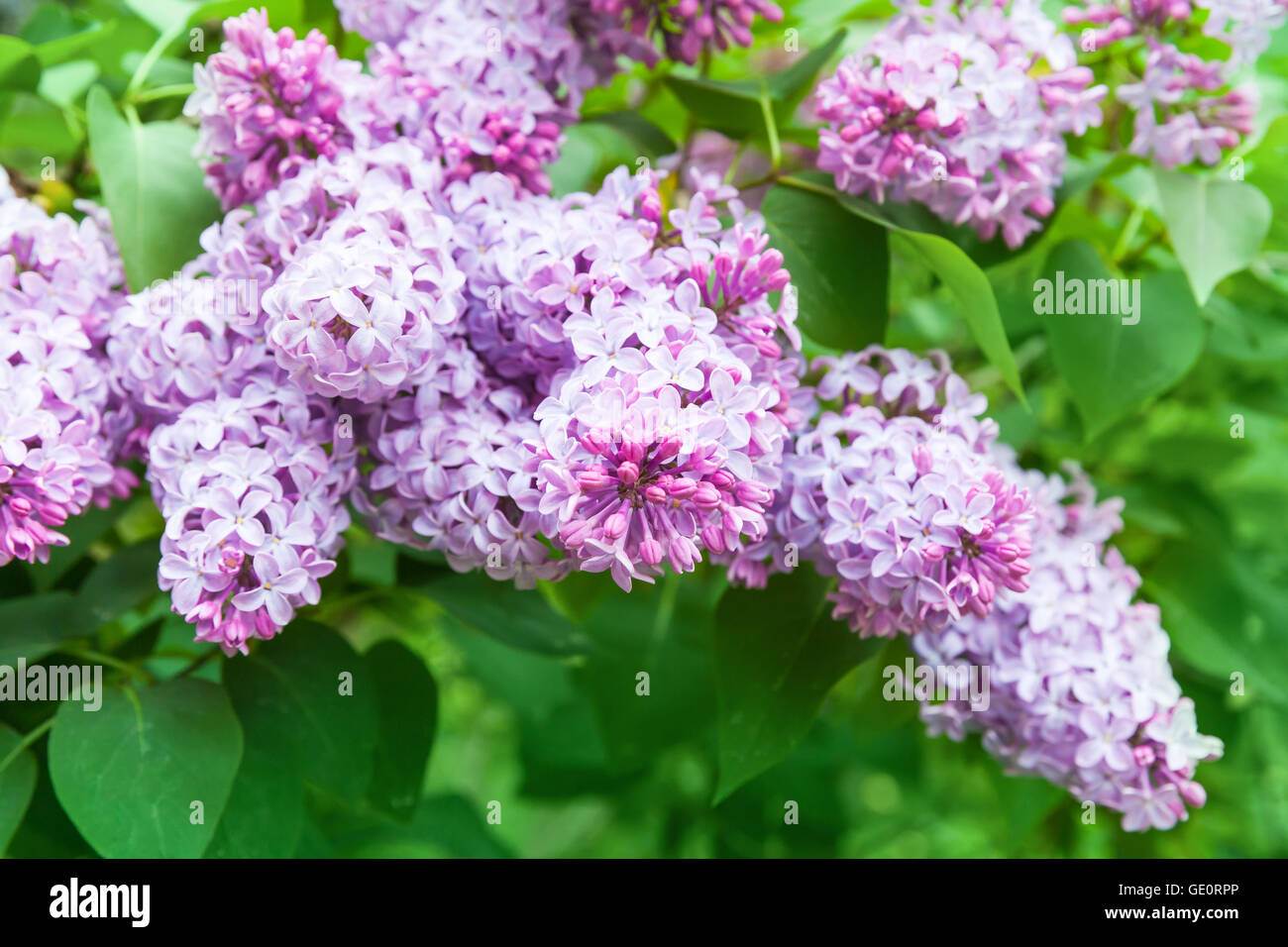 Bright lilac flowers, closeup photo of flowering woody plant in summer garden Stock Photo