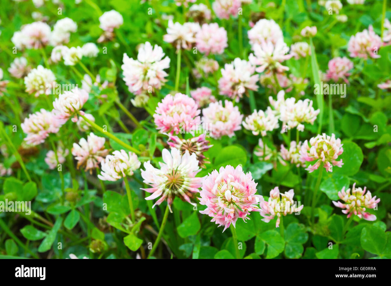 Garden red clover lawn hi-res stock photography and images - Alamy