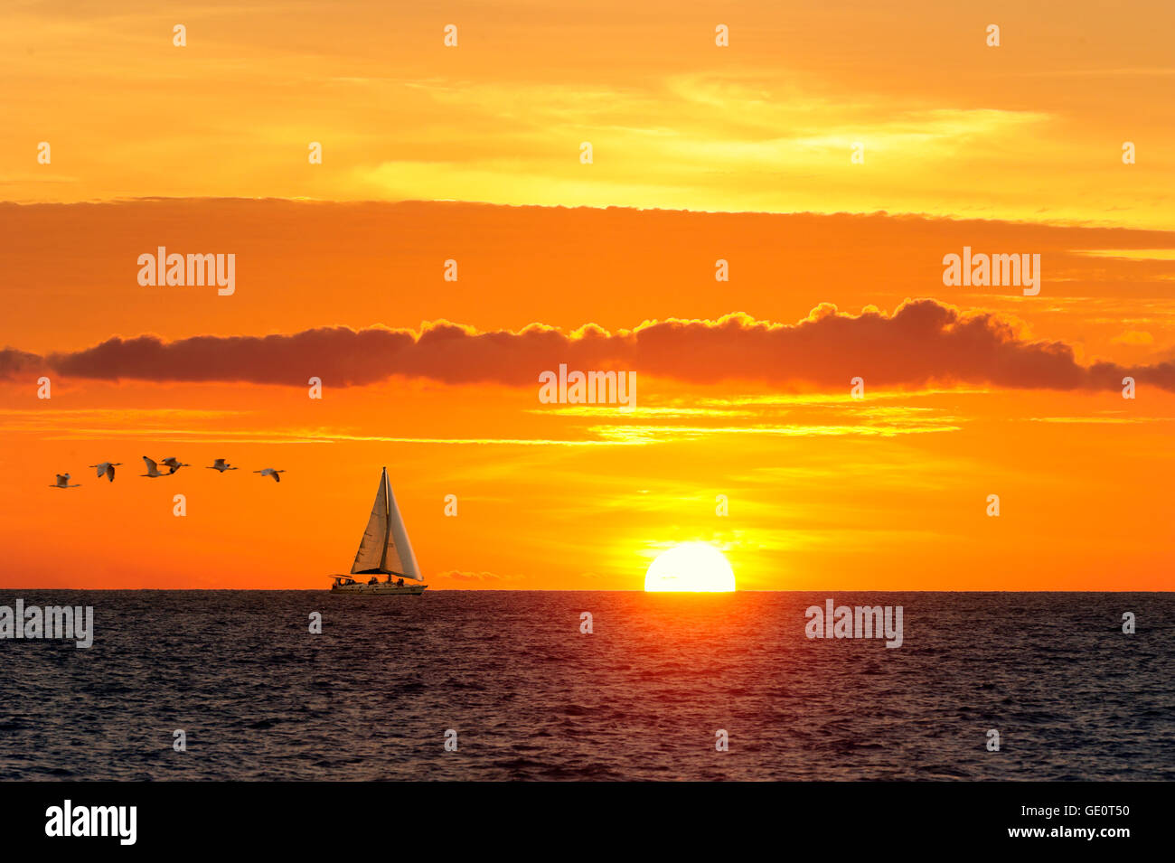 Sailboat birds is a sailboat moving along the water with large seabirds following as the sun is going down on the ocean horizon. Stock Photo