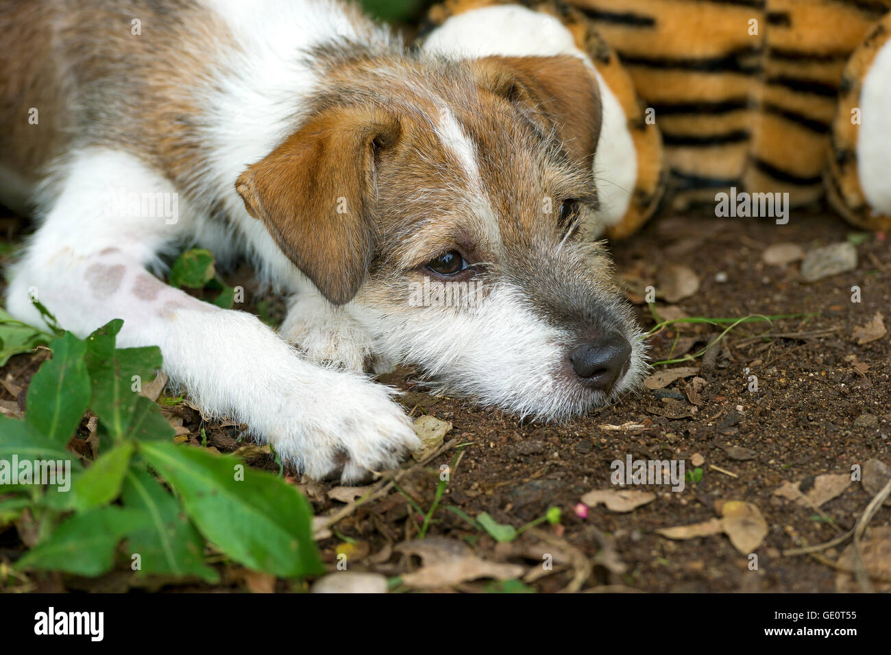 Sad dog is an adorable scruffy puppy looking very forlorn not wanting to play with his toy. Stock Photo