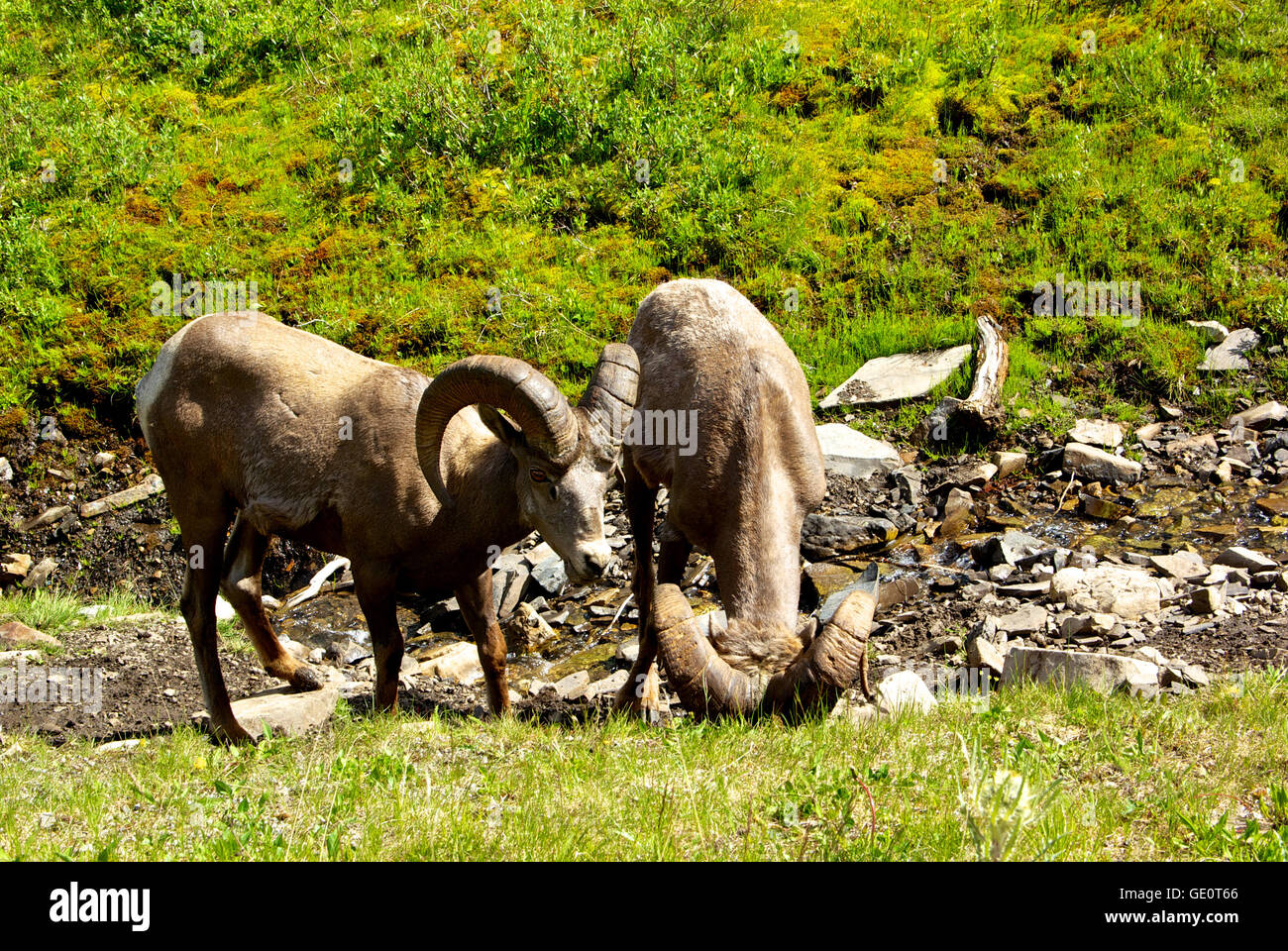 Big horn sheep rams Kananaskis Provincial Park Alberta Canada Stock Photo