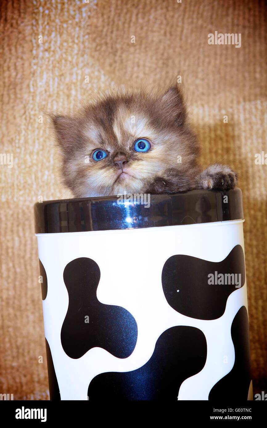 Kitten in a Mug Stock Photo