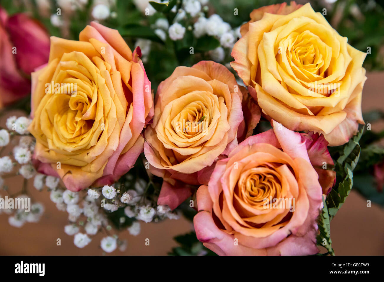 Antique roses hi-res stock photography and images - Alamy