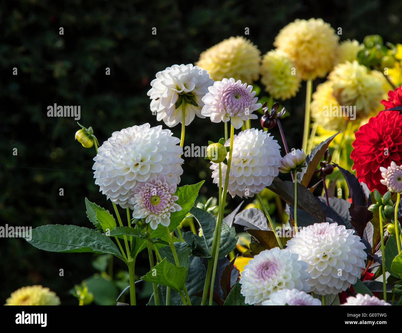 Wentworth castle gardens and house. A great example of conservation and