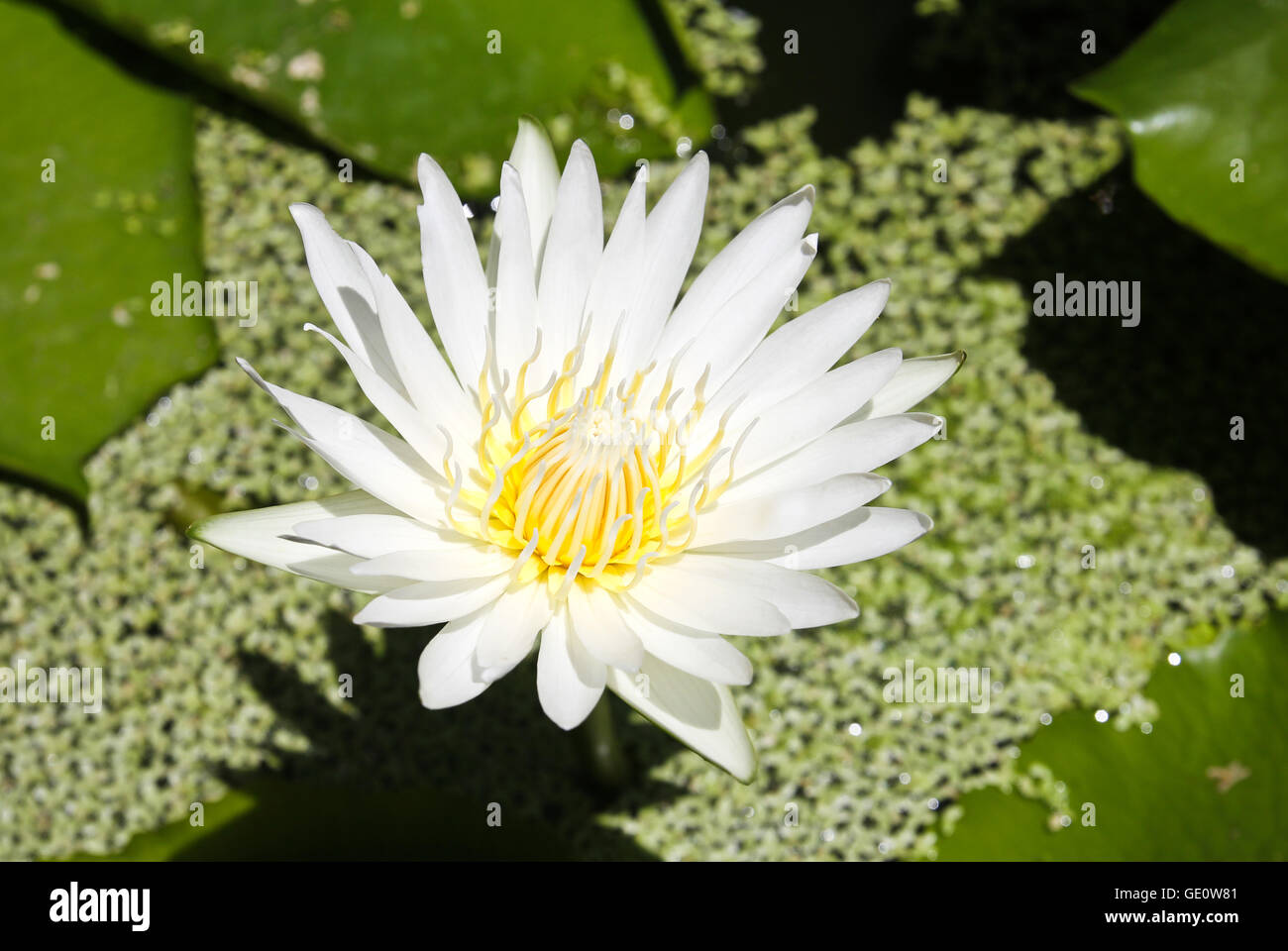 White lotus flower with green leaf background Stock Photo