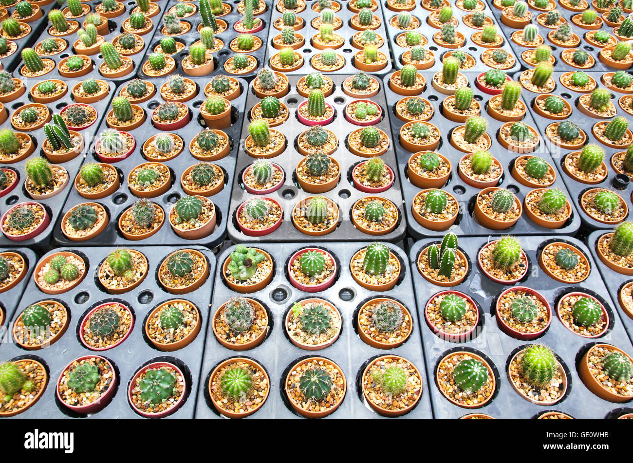 Cactus pot plant hi-res stock photography and images - Alamy