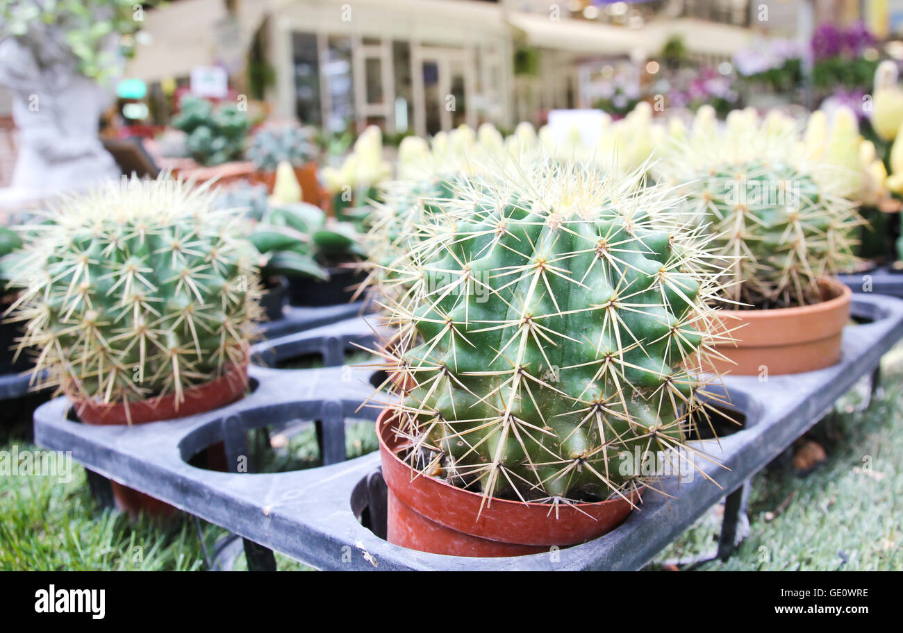 Cactus plant sale hi-res stock photography and images - Alamy