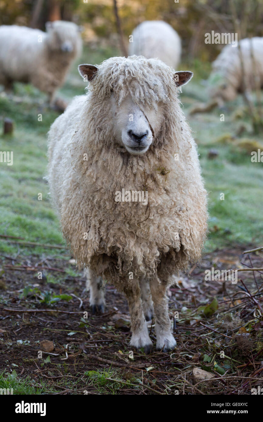Cotswold Lion breed of sheep, Cotswolds, Gloucestershire, England
