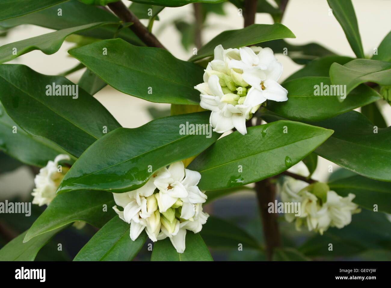 Daphne odora hires stock photography and images Alamy