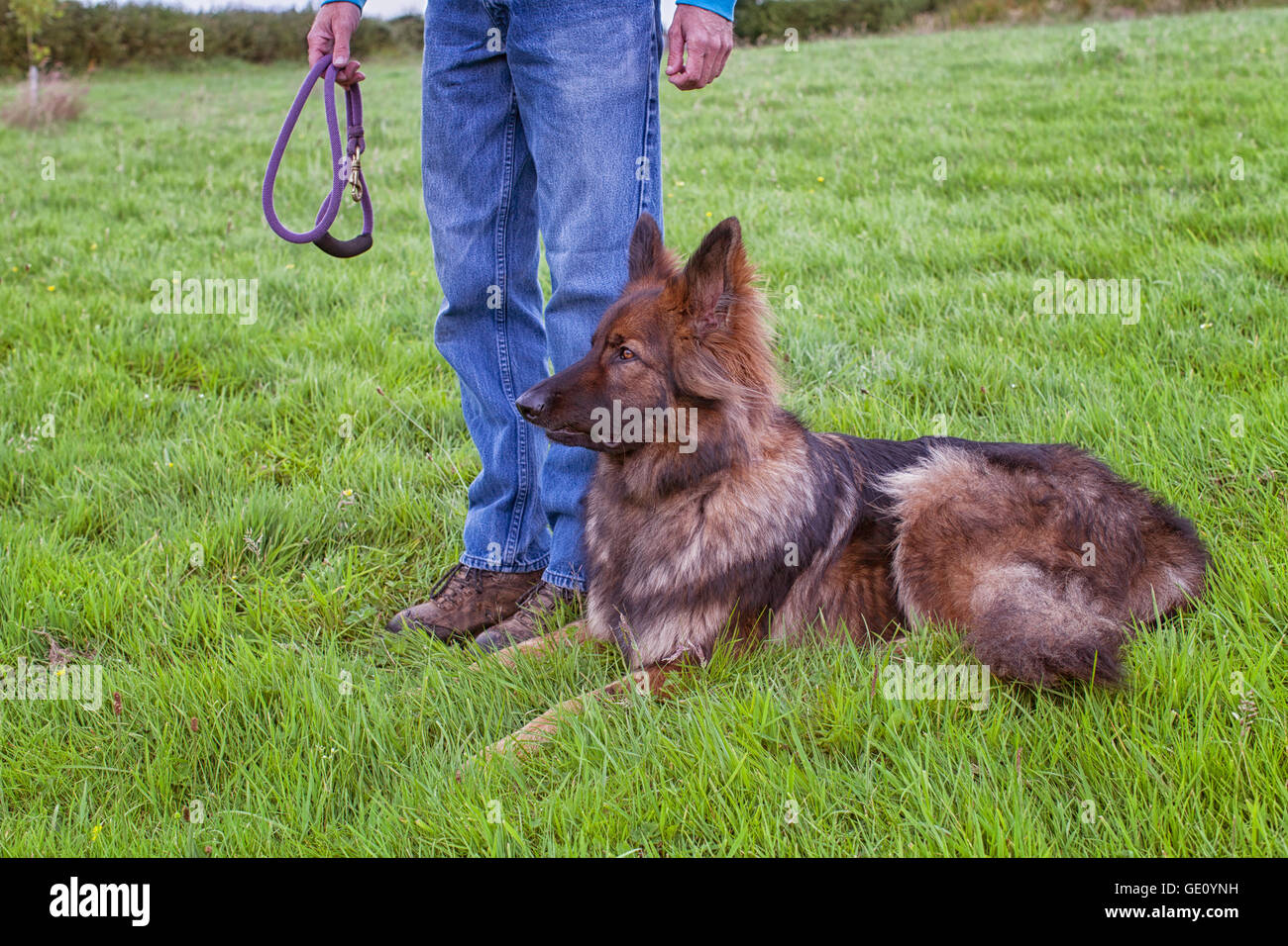 German shepherd Dog laid on grass next to his handler who is holding a lead Stock Photo