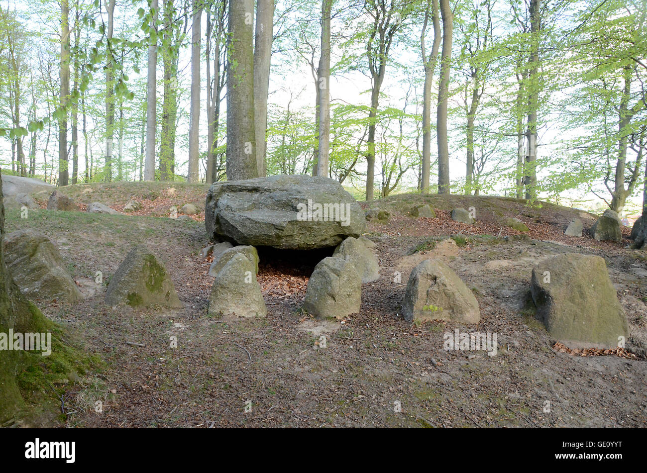 The Bronze Age grave mounds at Blomeskobbel in Denmark. They hide deep in the forest but appear in good condition. Stock Photo