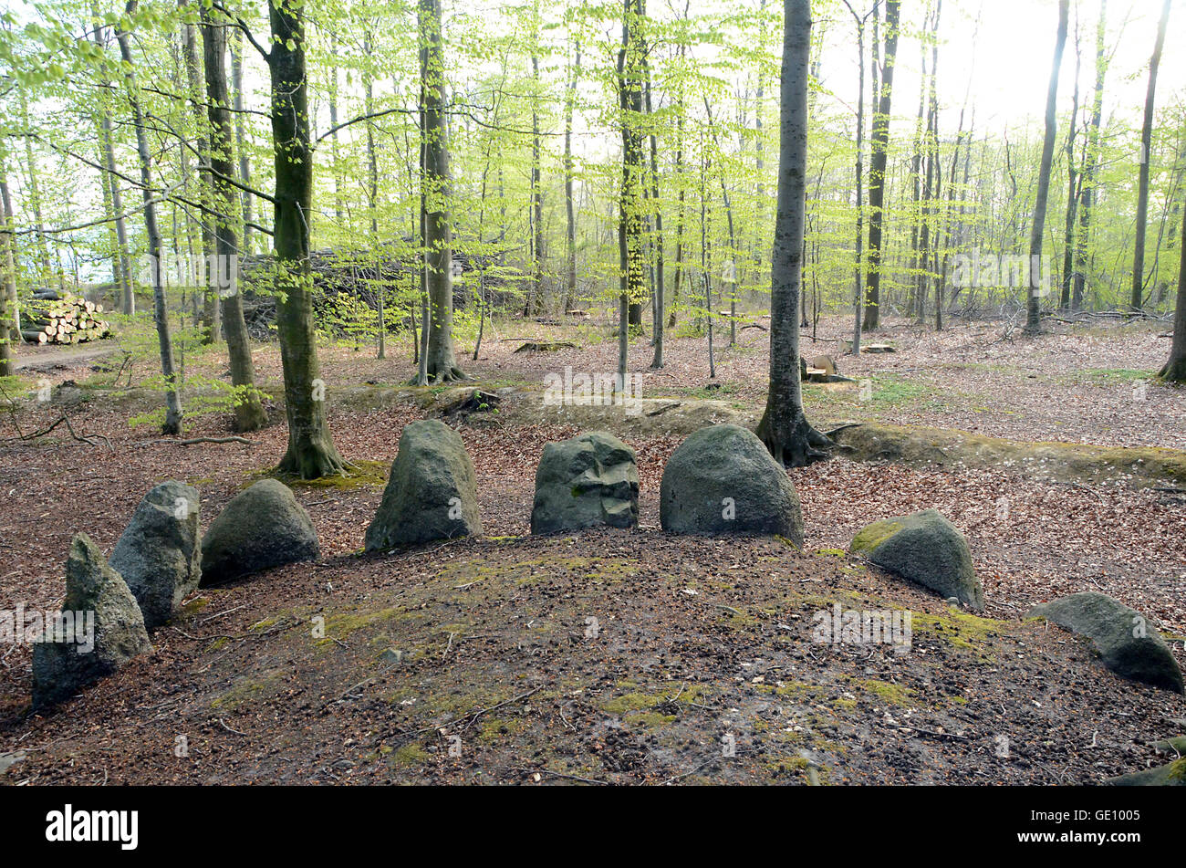 The Bronze Age grave mounds at Blomeskobbel in Denmark. They hide deep in the forest but appear in good condition. Stock Photo