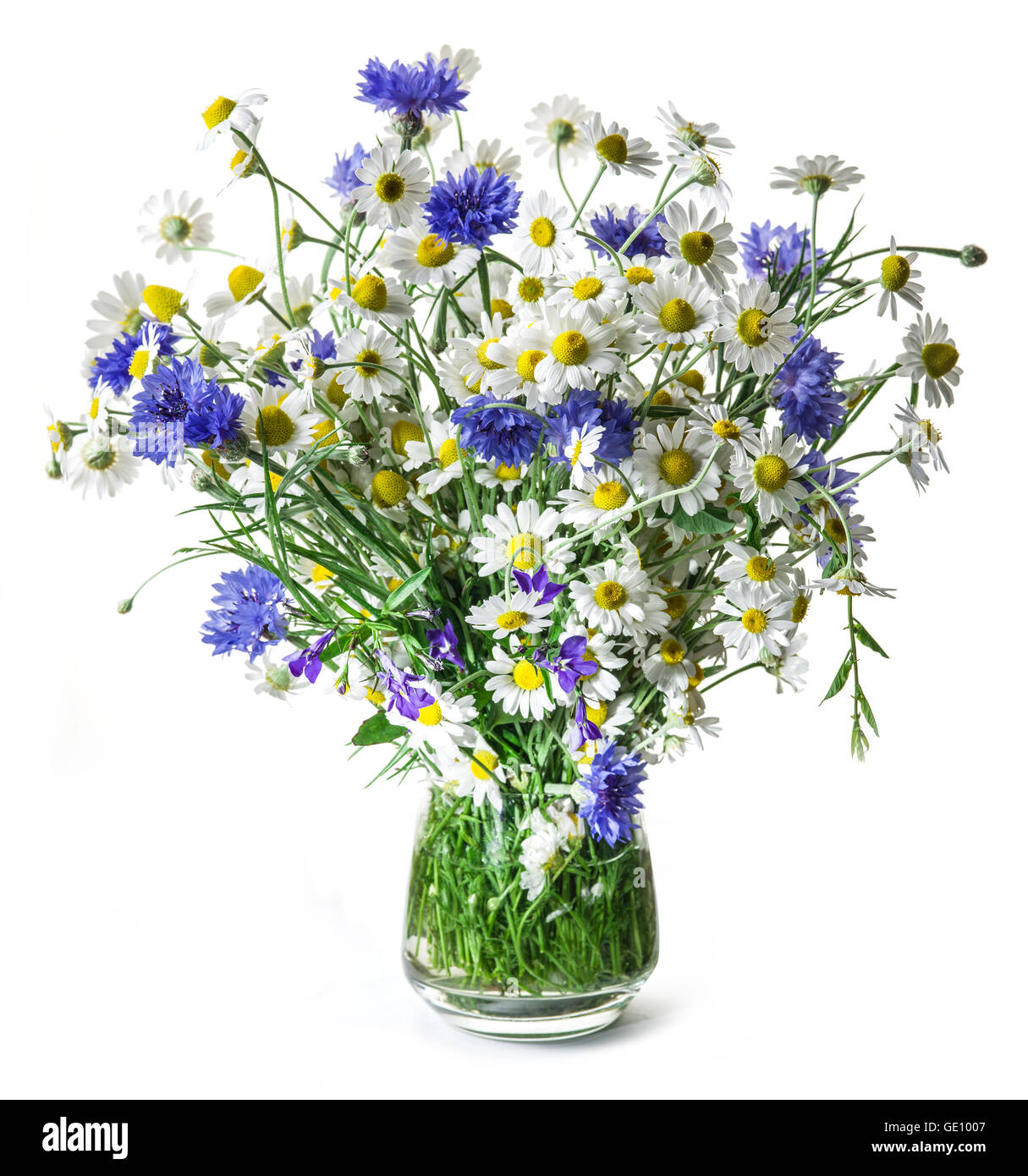 Bouquet of chamomiles and cornflowers in the vase on the white background. Stock Photo
