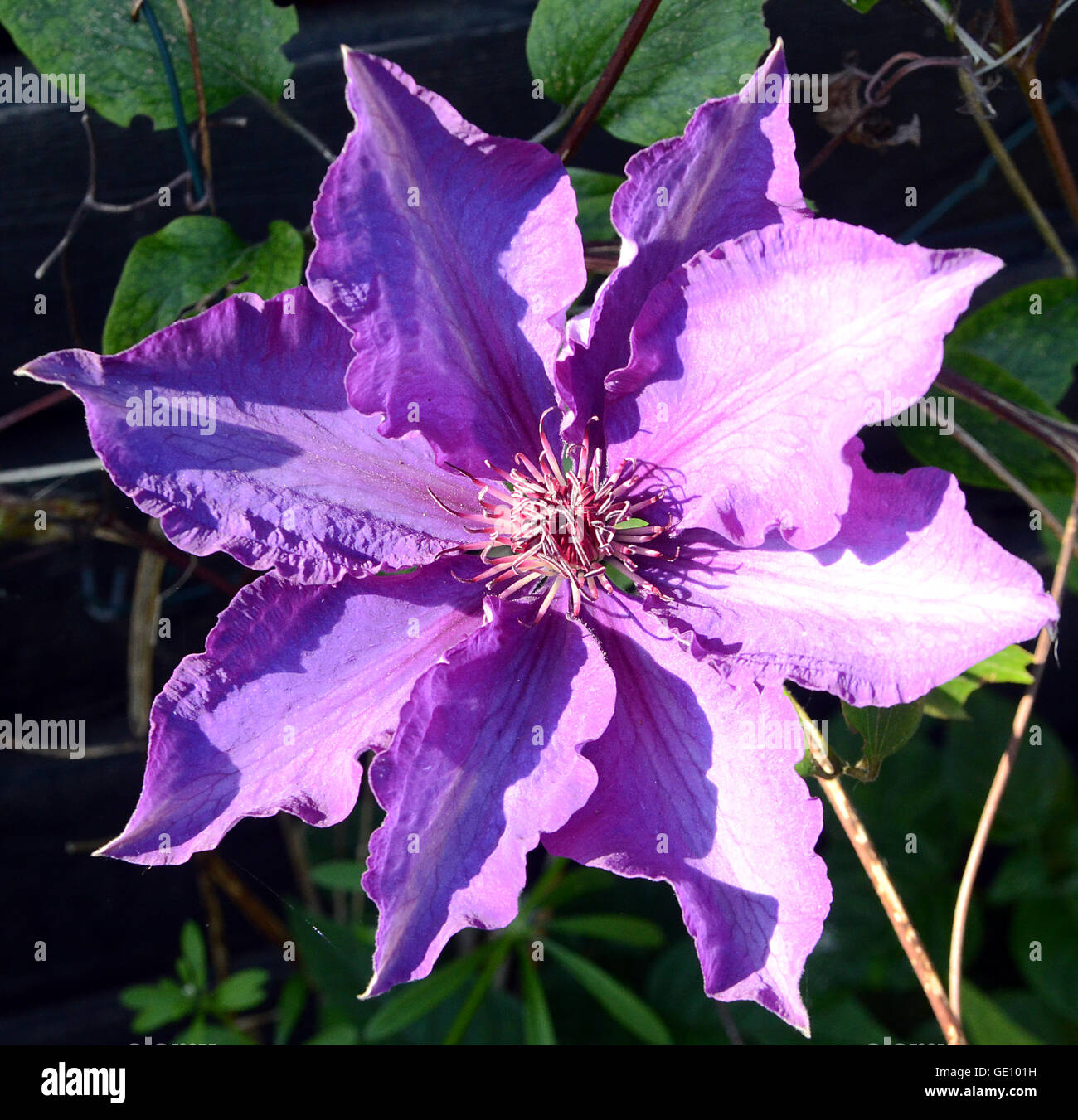 Blue Clematis flower. Stock Photo