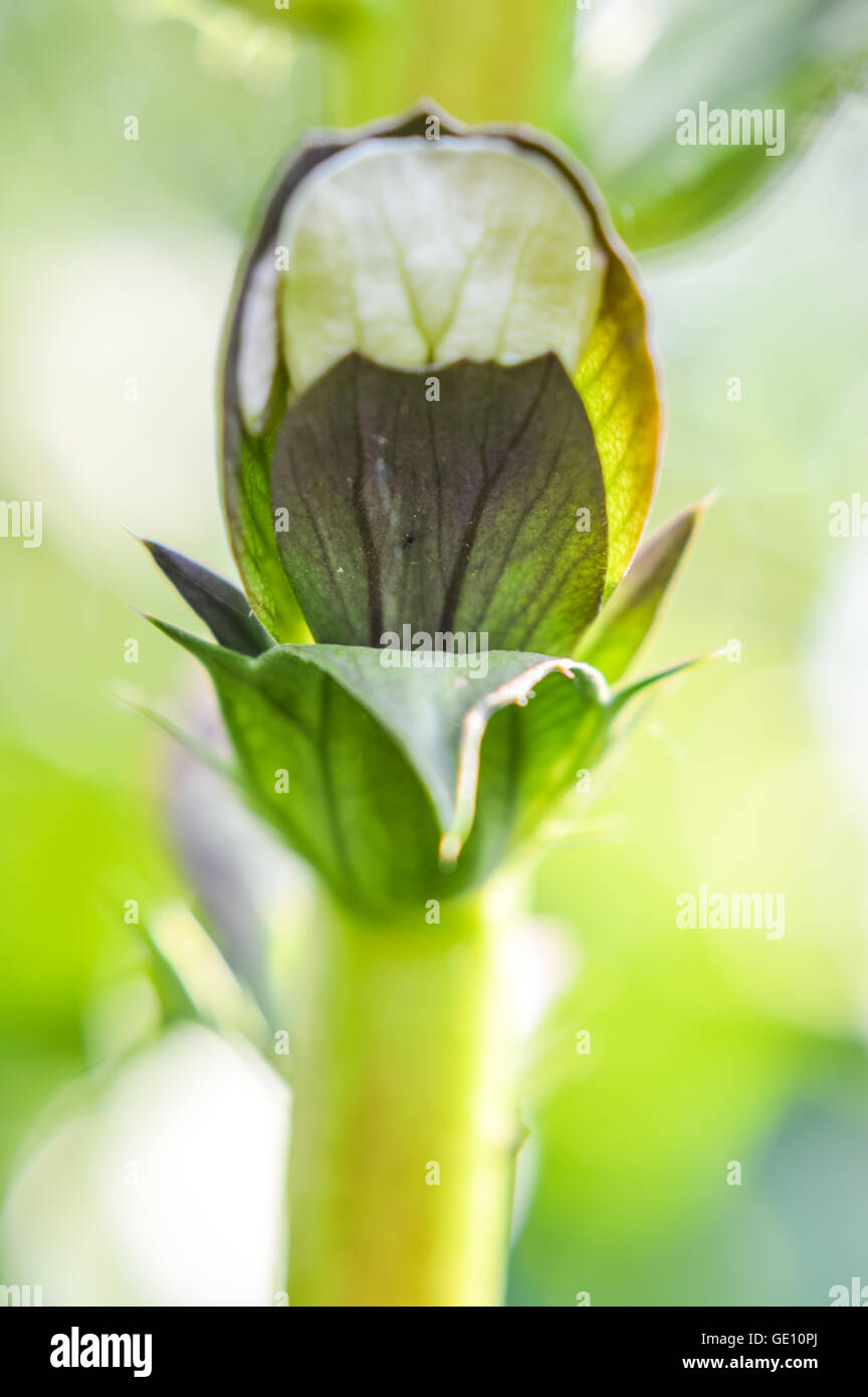 Close-up of Acanthus flowering showing delicate petals and intricate structure