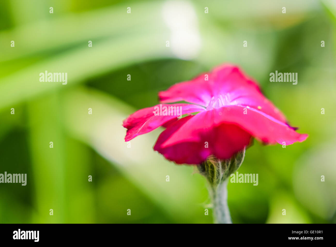 beautiful Silene coronaria flower profile Stock Photo