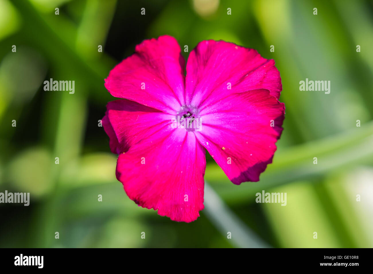 Silene coronaria flower top view Stock Photo