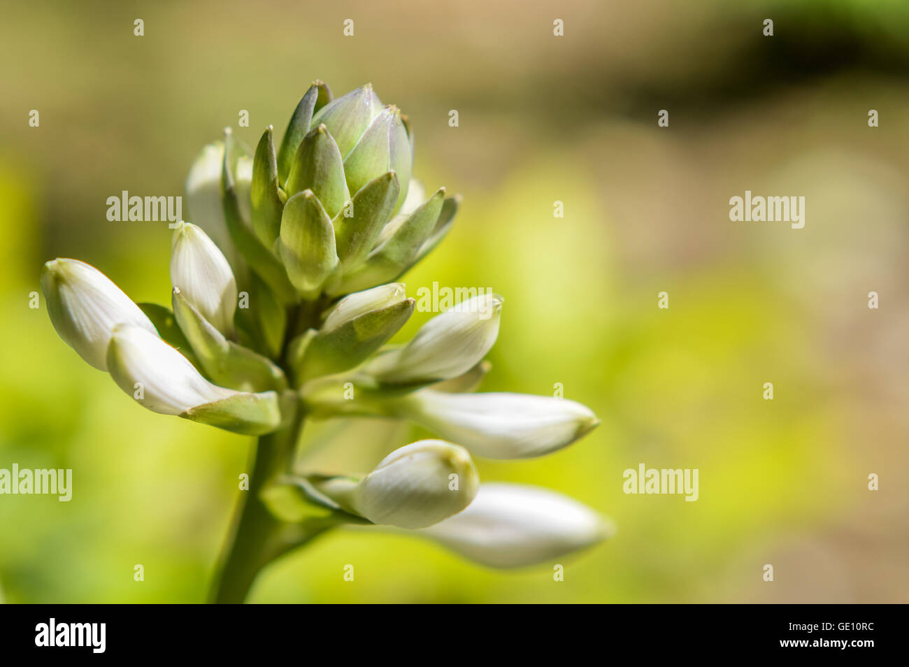 blooming white lily flower buds close up Stock Photo Alamy