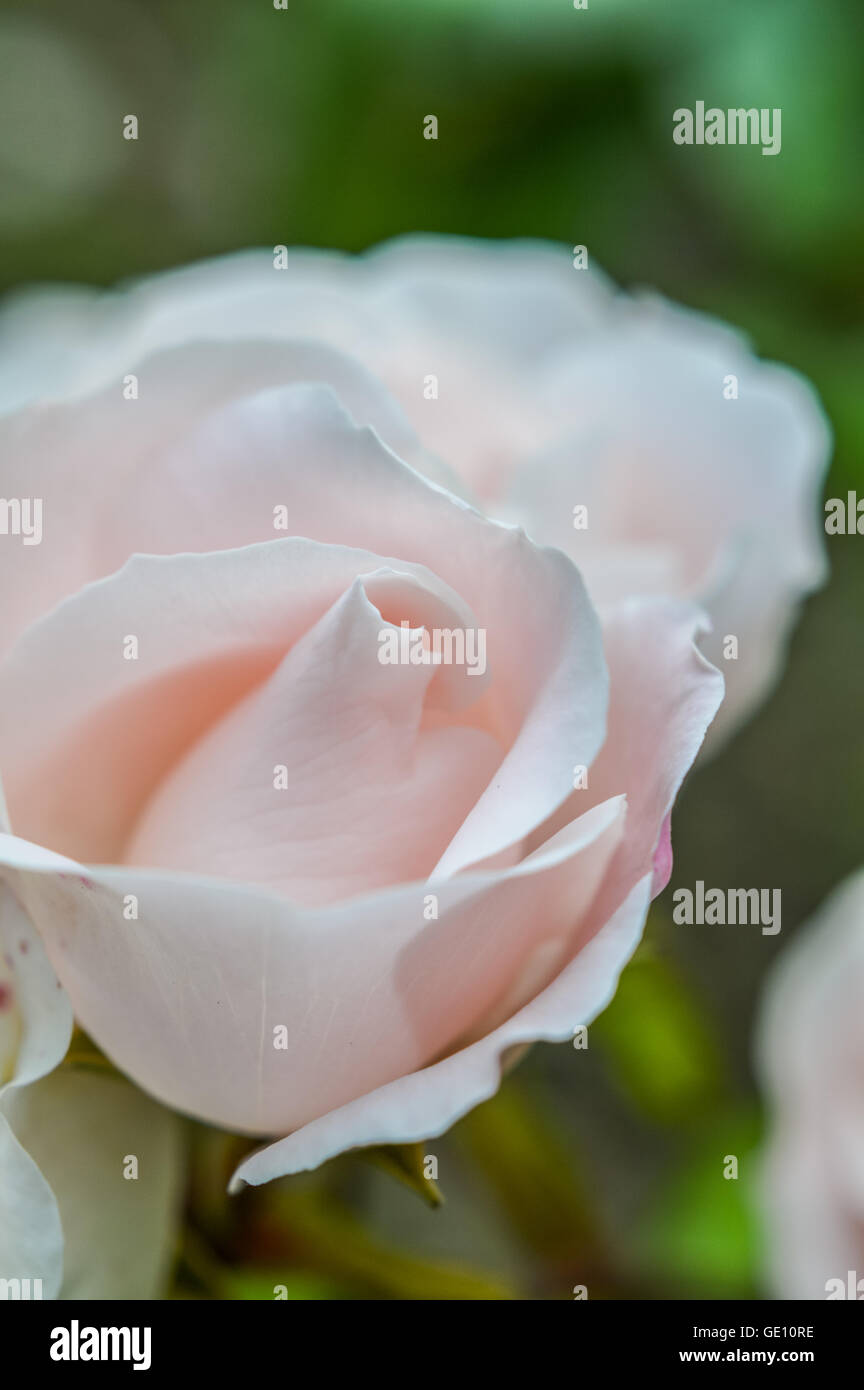 fragile soft pink rose close up Stock Photo Alamy