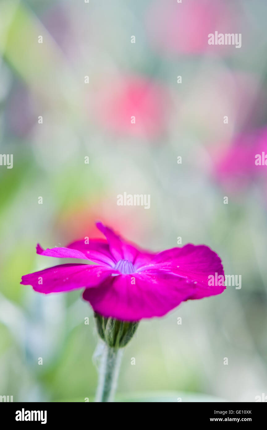 Bright pink Silene coronaria flower Stock Photo