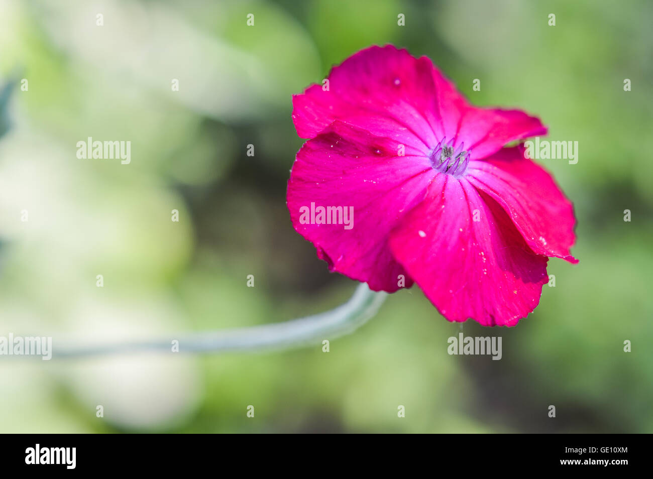 beautiful Silene coronaria flower Stock Photo