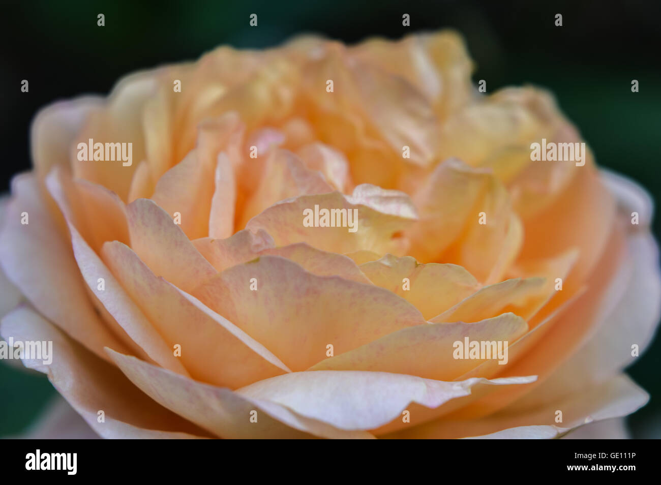 ethereal orange yellow rose flower close up Stock Photo - Alamy